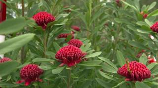 The Garden Gurus  Iconic Australian Natives [upl. by Cir]