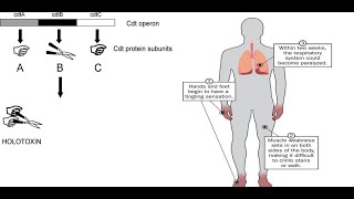 Campylobacter jejuni Part 2 Virulence factors sources symptoms treatment and complication [upl. by Nodnorb]