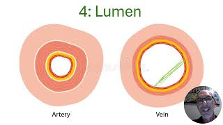 Arteries vs Veins vs Capillaries  VELS Science [upl. by Rizzi]