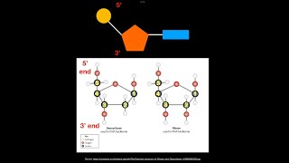 A1211 Directionality of RNA and DNA AHL [upl. by Garett751]