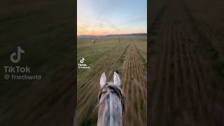 galloping in a field uncontrollable equestrian youtube pony shorts viral [upl. by Twelve]