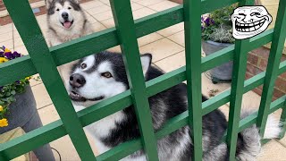 MALAMUTES DESTROY GRANDMAS GARDEN [upl. by Dduj]