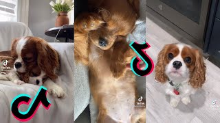 😍 Cutest Cavalier King Charles Spaniel Dog 😂 Funny and Cute Cavalier Puppies and Dogs Videos [upl. by Dympha]