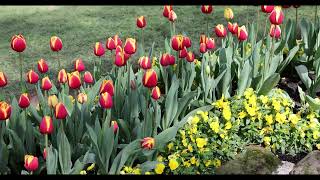 The Bowral Tulip Festival 2024 4K [upl. by Anselm]