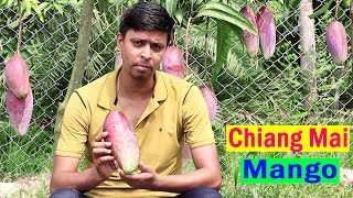 Chiang Mai Thailand Mango Plant  Chiang Mai Mango Farming in India  चियांग माई आम की खेती [upl. by Travus]