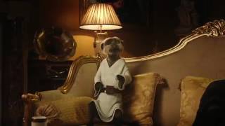 Compare the Meerkat  Advert 68 [upl. by Eckblad]