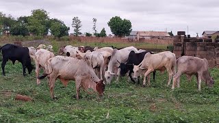 growing brachiaria in Ghana Tamale cattlefarming livestock femalefarmer Godfirst bull [upl. by Rufina570]