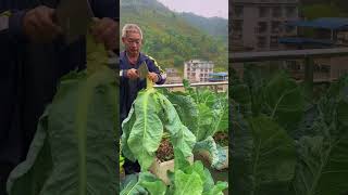 Purple Cauliflower Harvesting cauliflower garden plantingtips harvest rurallife vegetables [upl. by Ormand18]