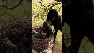 Black drongo bird babies P 13 shortsfeed trendingshorts [upl. by Netti]