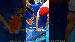 Nearly 1 meter Champion in Koi Show koi koifish koishow nishikigoi champion [upl. by Connor]