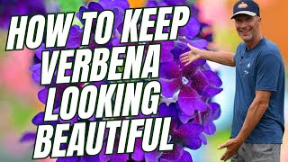 How to Keep Verbena Looking Great All Summer [upl. by Byers26]