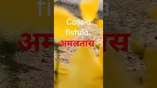 shorts अमलतास के फायदे।benefits of amaltas golden shower tree shortsvidio cassiafistula [upl. by Asiar]