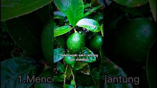 Manfaat jeruk lemon obat herbal lemon jeruk song music 1000subscriber 1million 1k 100k [upl. by Tammy]