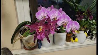 July Orchids in bloom and quick update [upl. by Yelyac]