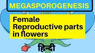 Megasporogenesis class 12 by be educated in hindi [upl. by Cranston]