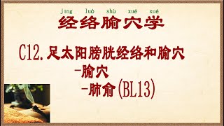 经络腧穴学 C12足太阳膀胱经络和腧穴腧穴肺俞BL13 [upl. by Maddeu]