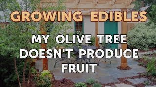 My Olive Tree Doesnt Produce Fruit [upl. by Ykcul]