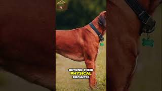 🤩 Rhodesian Ridgebacks  The Perfect Companion for an Active Lifestyle [upl. by Halsted108]