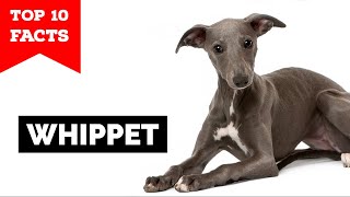 Whippet  Top 10 Facts [upl. by Averir]