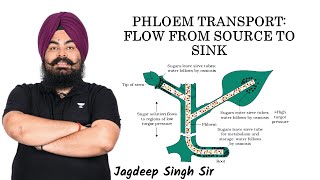 Phloem Transport  Jagdeep Sir  Kota Pulse By Unacademy [upl. by Sherborne]