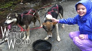 Sled Dog Mushing in Alaska  Iditarod Training  Whitney [upl. by Eloc]