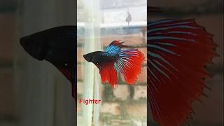 ScFishFarmfighteraquarium fishshort videoviral short [upl. by Yebba]