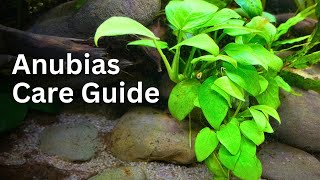 Anubias Plant Care Guide for Beginners Easy Tips Tricks and Tutorial 🌿 [upl. by Amuwkuhc]