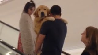 Golden Retriever Gets Carried up Escalator [upl. by Chrisse]