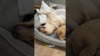 Why Do Dogs Have Seizures [upl. by Syramad]