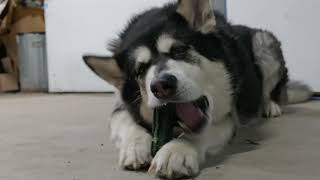 Malamute Plays Gets a Treat in the Shop [upl. by Akinehc]