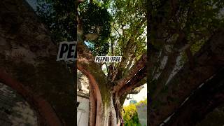 Peepal tree 🌳 peepaltree nature viralreels shortfeed youtubeshorts [upl. by Initsed128]