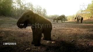 homotherium hunting young mammoth from the herd [upl. by Olumor]