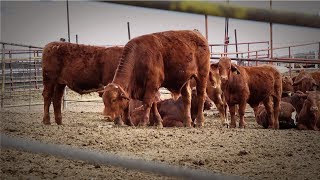 Asociación Mexicana de Criadores de Ganado Beefmaster Ep2 Cap 231 [upl. by Arriet700]