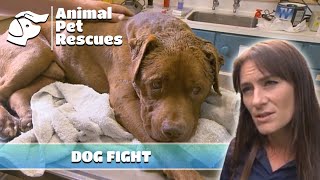 Navigating the Aftermath of Canine Confrontation  Full Episode  SPCA Rescue [upl. by Alac894]