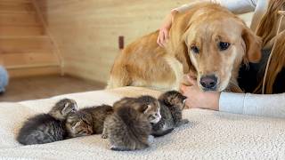 Adorable Golden Retriever Helps Mama Cat Babysit Her Kittens [upl. by Newmann]