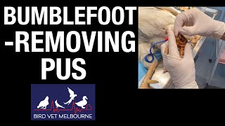 Rooster with bumblefoot pododermatitis receives treatment at Bird Vet Melbourne [upl. by Arraek619]