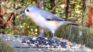 Tufted Titmouse Call [upl. by Bernt575]