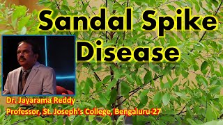 Sandal Spike Disease  Phytoplasma  Dr Jayarama Reddy  St Josephs College  Sandalwood [upl. by Nivak]