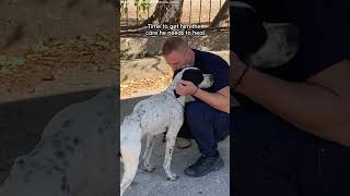 Lonely Dog Was Abandoned At A School  The Dodo [upl. by Finnigan258]