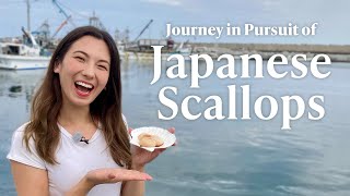 Journey in Pursuit of Japanese Scallops [upl. by Lennahs762]