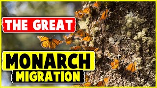 The Great Monarch Migration [upl. by Idnem896]