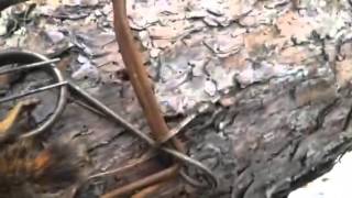 Chipmunk trapping with 110 conibears [upl. by Nida338]