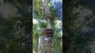 Dangerous snake climbing on the tree trending fyp shorts viralshorts dangerous snake [upl. by Notsecnirp]