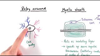 A2 Biology  Neurones OCR A Chapter 132 [upl. by Hege]