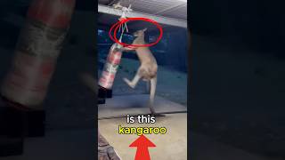 This kangaroo is preparing for the LOGAN PAUL vs MIKE TYSON fight shorts animals funny fyp [upl. by Tindall]