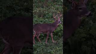 When your target buck appears out of nowhere deerhunter hunting minnesota deer [upl. by Nahs]