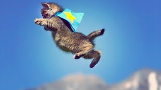 CUTE KITTENS FLY IN EXTREME SLOW MOTION [upl. by Anaiq]