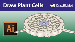 Draw Plant Cells  Graphical abstract  Illustrator for scientists [upl. by Annuahs]