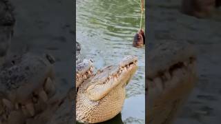 Crocodiles eating [upl. by Rehportsirhc479]