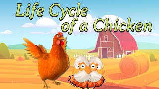 life cycle of a chicken [upl. by Wan253]